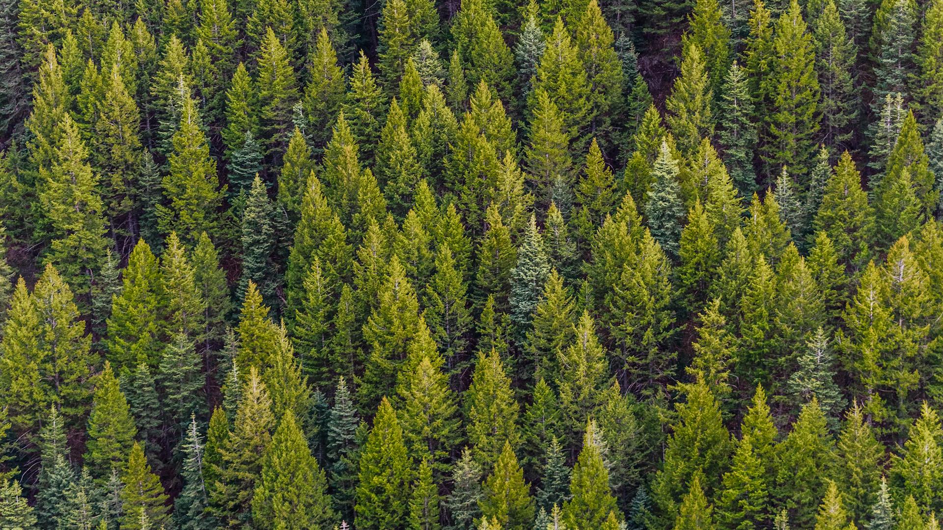 Aerial view of lush green forest landscape
